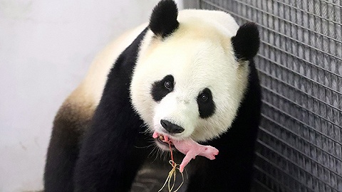首只在比利时出生的熊猫宝宝中秋节当天取名